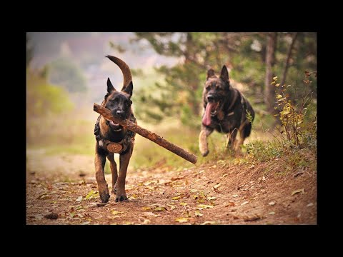 Hunde: Treue Begleiter und Wächter unserer Menschheit – Entdecken Sie den Planeten in FULL HD