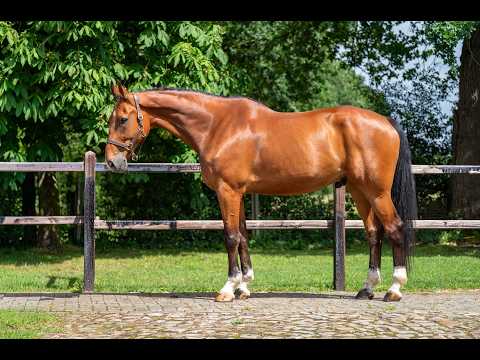 Opium vd Kriekenberg (ELDORADO VD ZESHOEK x WASHINGTON DC) - Video 6 video thumbnail