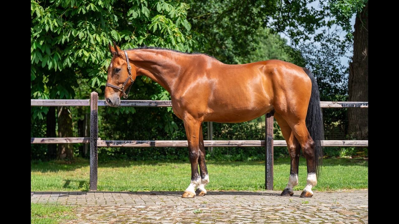 Opium vd Kriekenberg (ELDORADO VD ZESHOEK x WASHINGTON DC) video 3