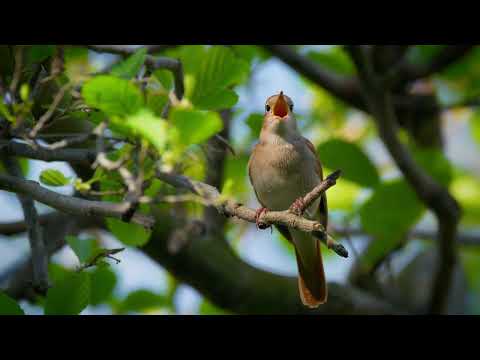 NIGHTINGALE TWEETS LEAVES BRANCH 4K