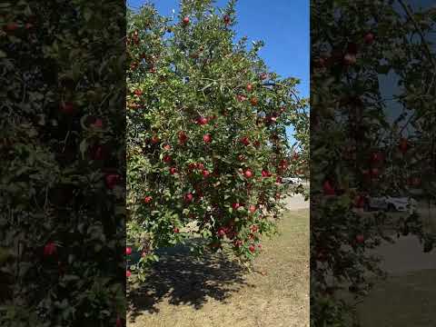 Marul de langa drum - The Apple tree by the road