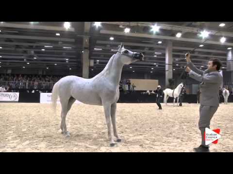 N 52 TF LADY ROYAL   Gran Prix 2015   4+ year old mares Class G