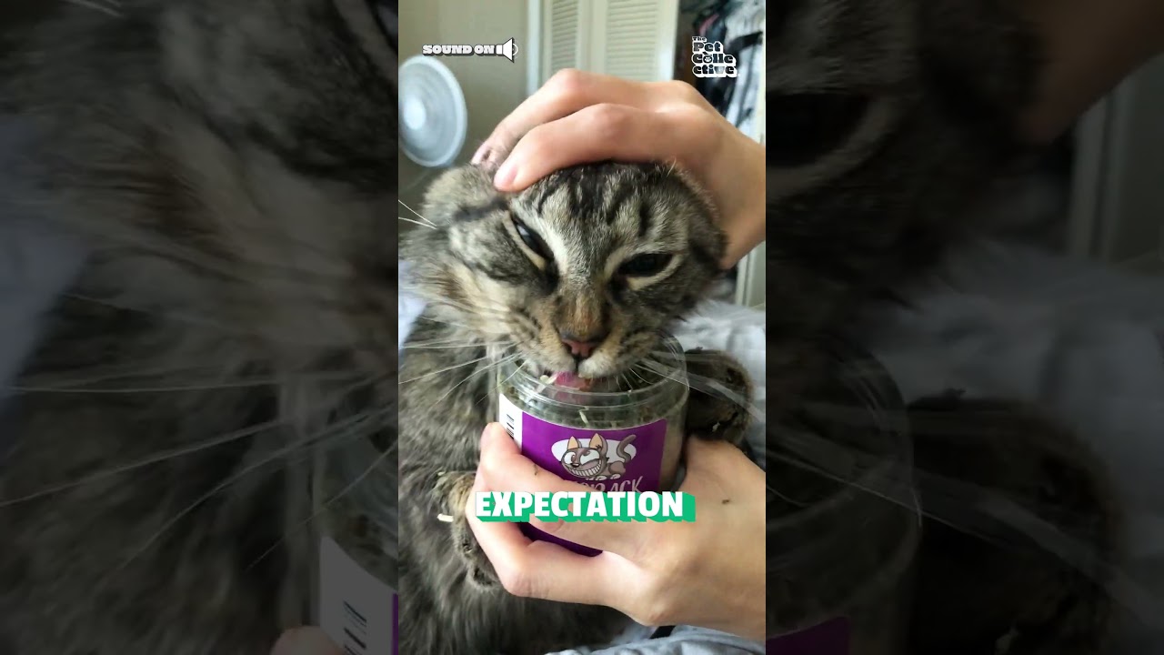 Catnip | Expectation vs Reality