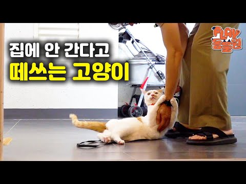 산책 가자고 시위하더니.. 나가자마자 처음 본 사람한테 배 까는 고양이ㅣ산책냥 레오 편