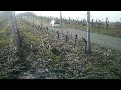 1° rally vigneti monferrini 2018 trofeo 600 ( 600 per un sorriso)