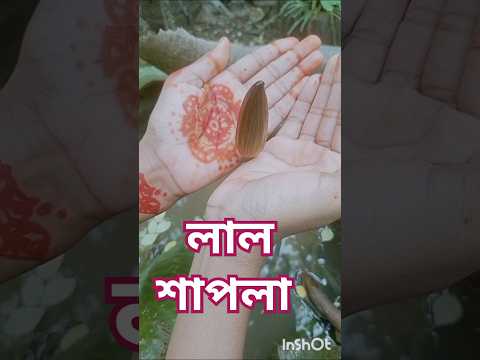 Water Lily Wonders: A Stunning Floral Journey #natural #flowers #garden #trending #shorts #video