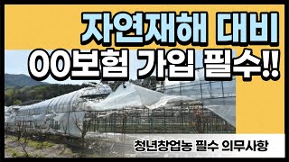 비닐하우스 태풍, 장마 대비 미리 하세요 / 원예시설 농작물재해보험 소개