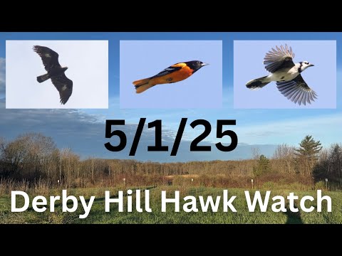 [62] New Warblers and a Golden Eagle at the Derby Hill Hawk Watch, 5/1/25