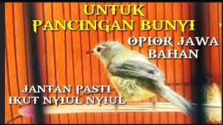 Download lagu OPIOR JAWA GACOR_UNTUK PANCINGAN BUNYI OPIOR JAWA BAHAN@KICAU_CHANEL24 mp3