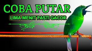 Download lagu Masteran Dan Terapi Cucak Ijo Drop Mental,Birahi Melet & Macet Bunyi Dengar ini Auto Langsung Nyaut. mp3 Download lagu Masteran Dan Terapi Cucak Ijo Drop Mental,Birahi Melet & Macet Bunyi Dengar ini Auto Langsung Nyaut. mp3