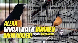 Download lagu PENASARAN AKSI MURAI BATU BORNEO ALEXA MILIK DOWEH PRATAMA BC KALIMANTAN mp3