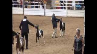 2012 AMHR Miniature Horse Supreme Futurity Halter Champion AE Made In America