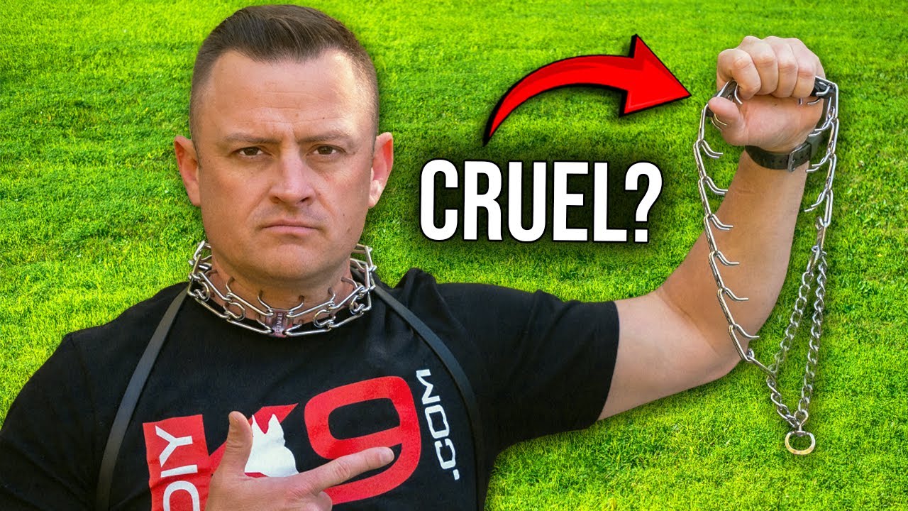 The TRUTH About Prong Collars (Sizes, Brands, Fit & Myths)