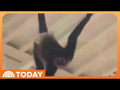 Pet Monkey Gets Loose and Swings Through Halloween Store - YouTube
