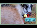 Can A 6 Month Buckling BREED An ADULT DOE Miniature Goat Breeding Time Nigerian Dwarf