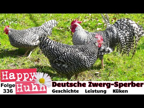 Seltene Hühnerrasse: Deutsche Zwerg-Sperber im Portrait von Küken, Eier bis Zucht - HAPPY HUHN E336