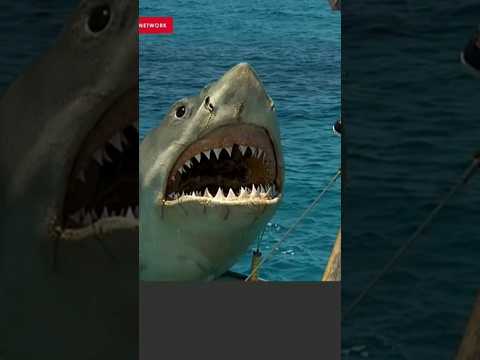SPREADING INFOTECH - Shark Attack #Shorts #ViralVideo #minecraft #minecraft mods