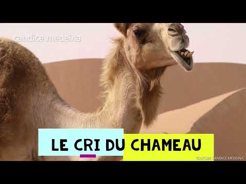 CRI DU CHAMEAU🐫 LE CHAMEAU QUI BLATERE🐫 CAMEL SOUND