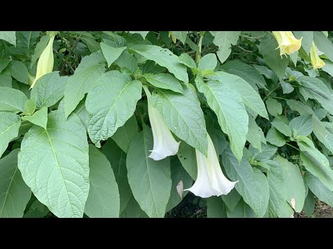 花心 伴奏男Eb key