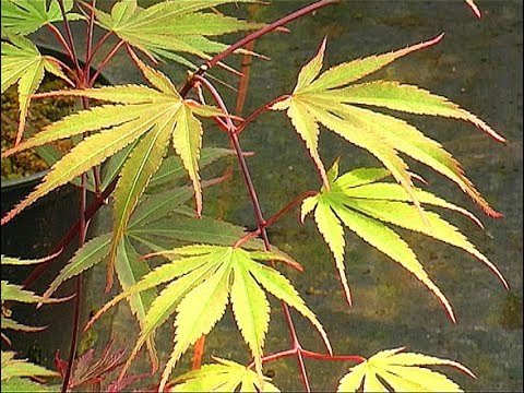 Japanische Ahorne - Teil 2: Sorten, Farben, Gefahren