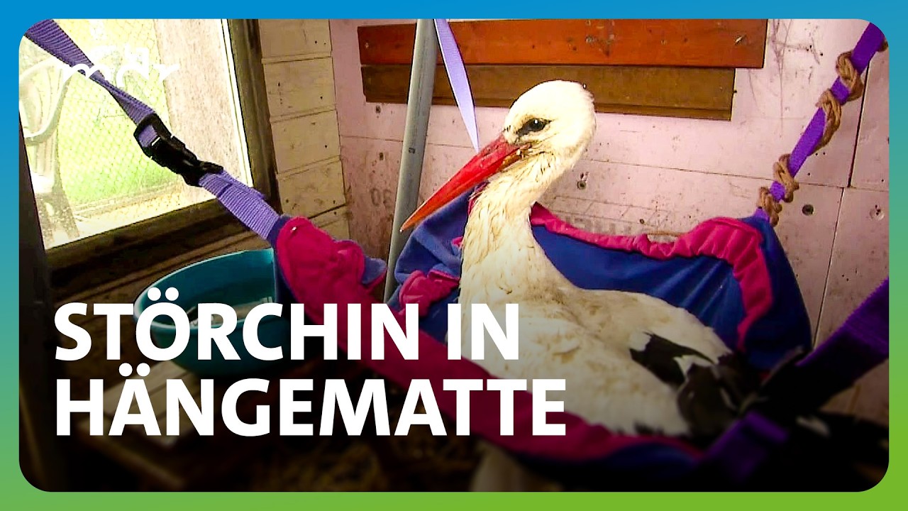 Eine Hängematte für die verletzte Störchin Frida | MDR um 4 | MDR