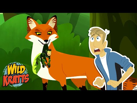 Chris Gets Captured by a Red Fox | Season 7 | Wild Kratts
