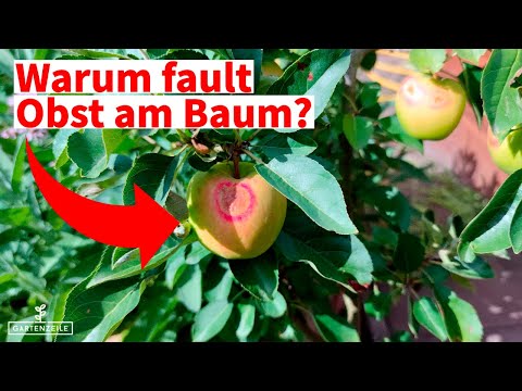 Darum fault dein Obst an den Bäumen [und wie du es vermeiden kannst]