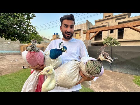 Colour Ful Peacocks Le Aiy😍Mini Zoo Main Ab Mor He Mor❤️
