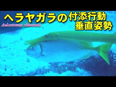 ヘラヤガラの付添行動