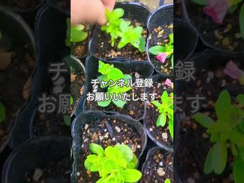  6か月の開花を得るには、いつペチュニアを播種すればよいでしょうか？  庭園