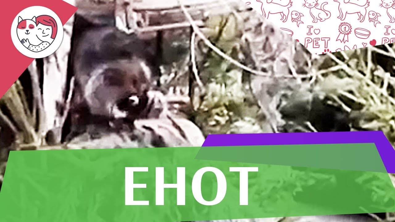 Енот Продолжение рода на ilikepet