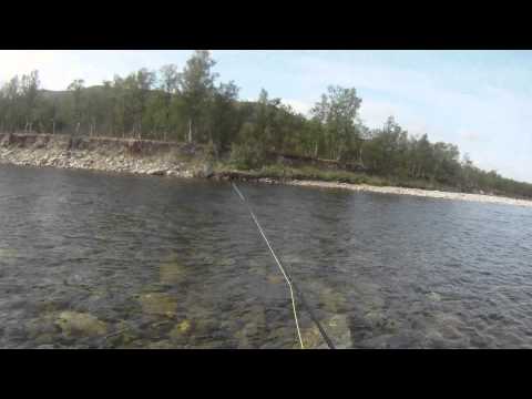 Salmon on a dry fly (Bomber)