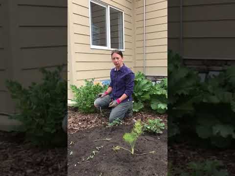 Harvesting Lovage & Onions