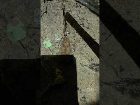 Why he not getting food from me? #fishing #frog