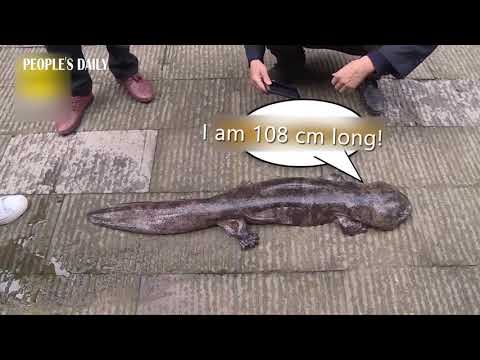 1st class state-protected animal Chinese giant salamander was found taking a small walk