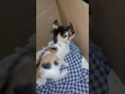 My cats are playing  / Disha jaiswal