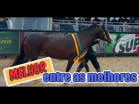 CALA BASSA DYNASTY - GRAND CHAMPION FICCC 2018