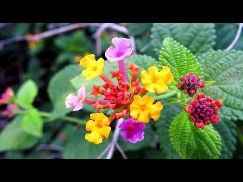 Nature of Research
