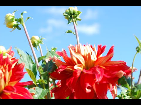 [ENG/SWE] Dahlia Exhibit in Nossebro Sweden | Dahliautställning i Nossebro