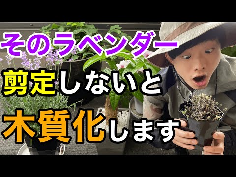 2023年の晩冬にラベンダーを剪定する方法