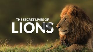 African wildlife video in hindi | Lion attack on wild animals full video download ||
