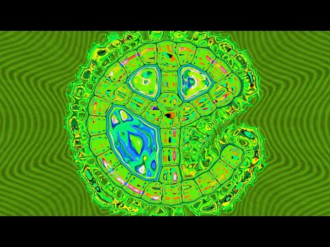 Yellow Claw feat. Syaqish - LSD