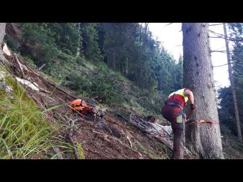 Fällen einer 92 cm Fichte Fällschnitt