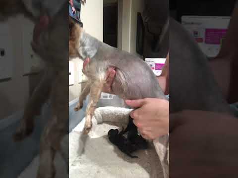 How do I know when my dog is done whelping, How do I know if there are any puppies left to be born.