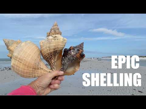 Post storm shelling was epic! Shells and beach critters were everywhere!