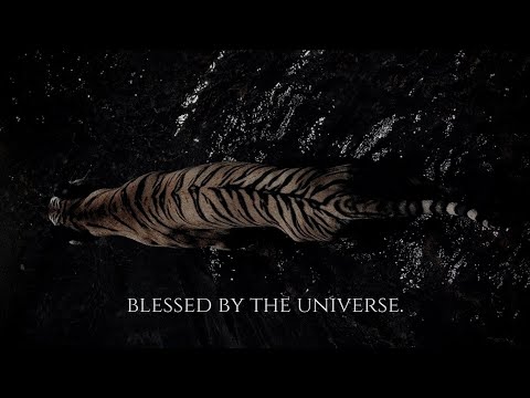 ╭ BLESSED BY THE UNIVERSE ✦ expect a miracle in less than an hour ╮