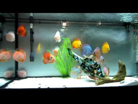 My discus fish tank update