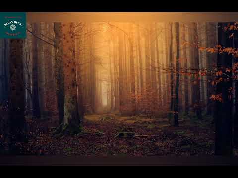 Peaceful Music, Relaxing Music, Instrumental Music, "ENCHANTED FOREST" by NDF MUSIC OFFICIAL.