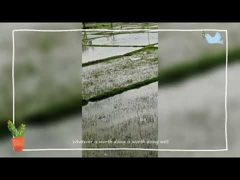 Farming season is coming llCute Sushree ll#nature #cute #sushree