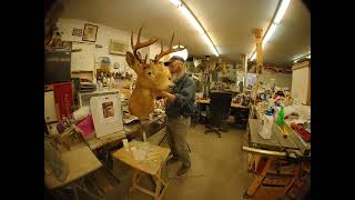 Restoring a 40-year-old deer mount: Part 2
